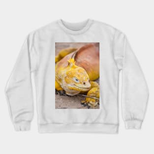 Galapagos land iguana (Conolophus subcristatus) Crewneck Sweatshirt